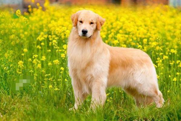 形影不离打一生肖(形影不离打一生肖最佳回答) 形影不离打一生肖(形影不离打一生肖最佳回答)