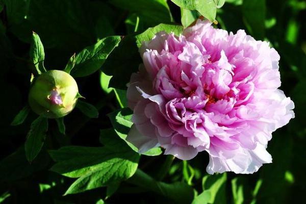 形影不离打一生肖(形影不离打一生肖最佳回答) 形影不离打一生肖(形影不离打一生肖最佳回答)