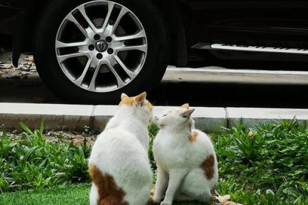 捕风捉影的最佳生肖(捕风捉影的最佳生肖是)