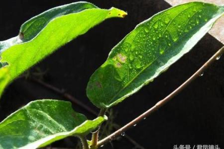 臭名远扬是什么生肖(臭名远扬是什么生肖呢)