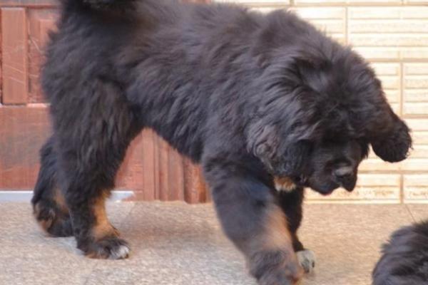 凶相毕露的生肖(凶相毕露生肖是什么生肖) 凶相毕露的生肖(凶相毕露生肖是什么生肖)