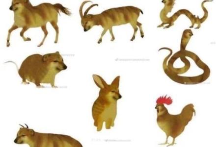 虚惊一场是什么生肖(虚惊一场指什么生肖)