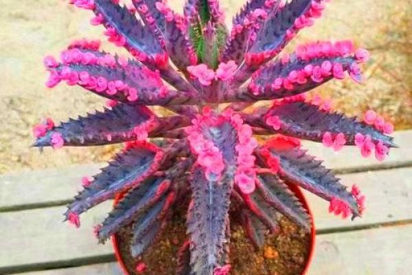 落地生根是什么生肖(落地生根是什么生肖动物) 落地生根是什么生肖(落地生根是什么生肖动物)