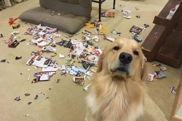 做贼心虚是什么生肖(做贼心虚指什么生肖)