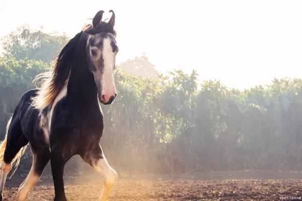 1978年属马的多少岁 2023年1978年属马人多少岁年龄计算全解析 1978年属马的多少岁 2023年1978年属马人多少岁年龄计算全解析