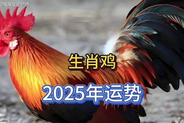 2025年属鸡人年龄揭秘今年你多大了