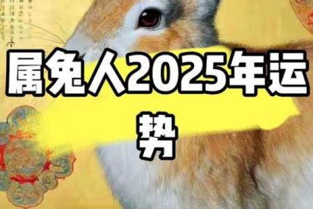 2025年属兔运势详解财运事业爱情全面解析