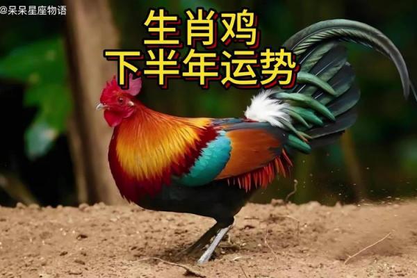 1981年属鸡人2024年运势及运程女 1981年属鸡女2024年运势详解财运事业感情全解析