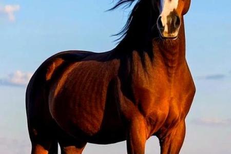 2025年谁心疼属马人_属马人的终身贵人