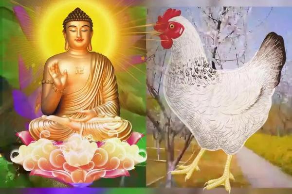 81年属鸡的今年多大了_81年鸡43岁后十年大运运程