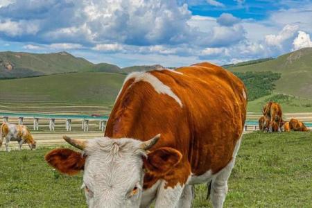 高山流水打一个生肖