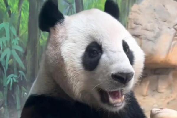 眉飞色舞打一动物 眉飞色舞打一动物