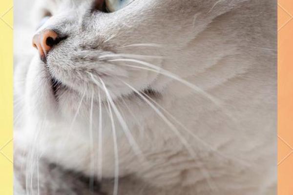 梦到猫是什么征兆 女性 梦到猫是什么征兆 女性