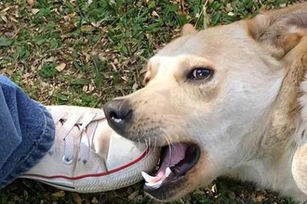 女人梦见狗追咬是吉兆