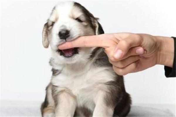 女人梦见狗咬手是要发财