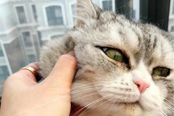 梦见被猫咬住不松口 梦见被猫咬住不松口