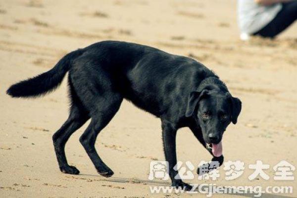 梦见黑狗是什么预兆