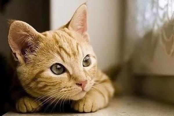 梦见猫是什么预兆 女性 梦见猫是什么预兆 女性