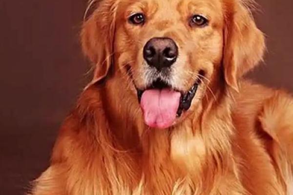 1982年属狗今日运势 1982年属狗今日运势解析财运事业感情全揭秘 1982年属狗今日运势 1982年属狗今日运势解析财运事业感情全揭秘