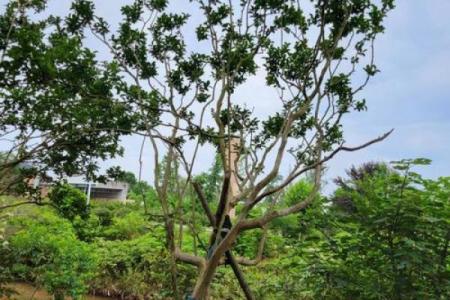 川红紫薇夏日花园中的璀璨明珠