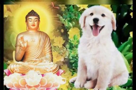 82年属狗人2025年全年运势_82年属狗人2025年全年运势及运程详解属狗国学梦