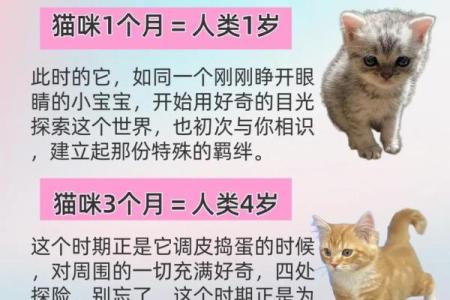 女人梦见猫是什么预兆
