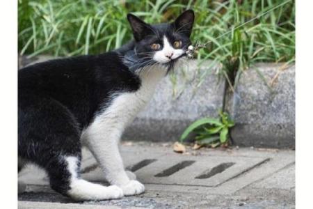 梦见被猫咬住不松口