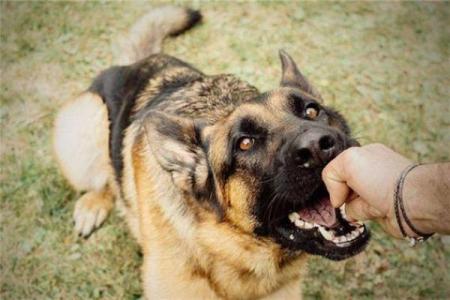 梦见自己被别人的狗咬了是什么意思