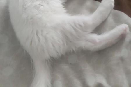 做梦梦见猫是什么征兆