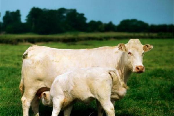 小心眼儿是什么生肖