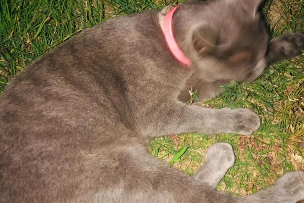 梦见猫就是黄仙缘分大啥意思 梦见猫就是黄仙缘分大啥意思