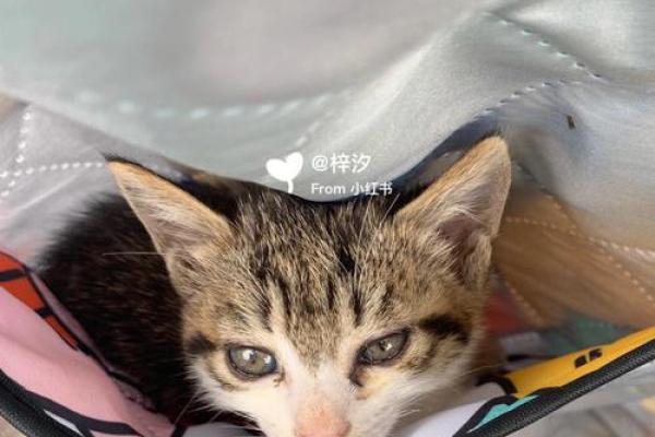 梦见猫就是黄仙缘分大啥意思 梦见猫就是黄仙缘分大啥意思