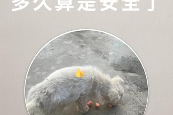 梦见狗咬自己是什么预兆 梦见狗咬自己是什么预兆