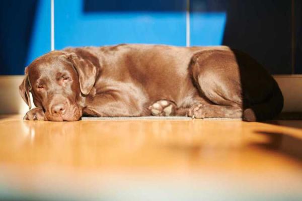 梦见好多狗是什么预兆 梦见好多狗是什么预兆