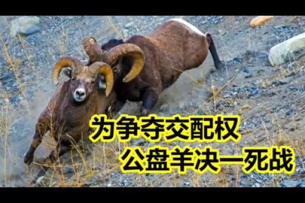 绝处逢生打一个生肖