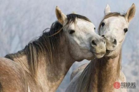 1990年属马女一生命运解析运势走向与婚姻事业全揭秘