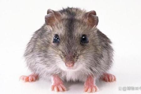 冥冥之中是什么生肖