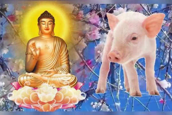 属猪命中注定的情人 属猪的正缘桃花是谁