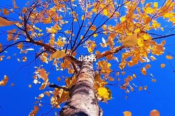 秋风落叶打一生肖