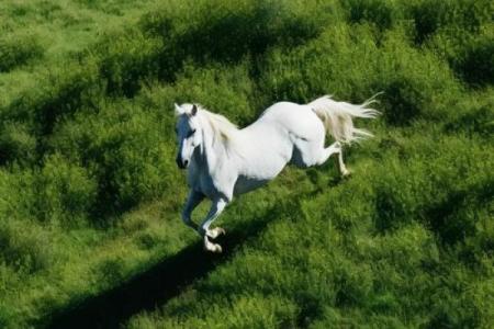 童心未泯打一个动物