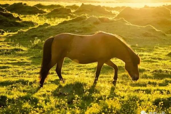 02年的马今年运势_02年的马今年运势怎么样