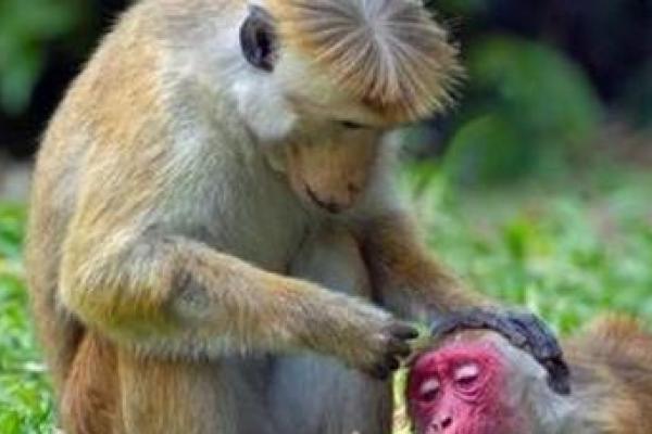 金屋藏娇指什么生肖 金屋藏娇指什么生肖