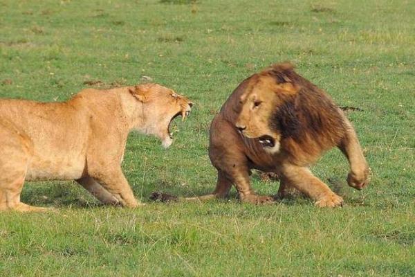 各霸一方打一动物