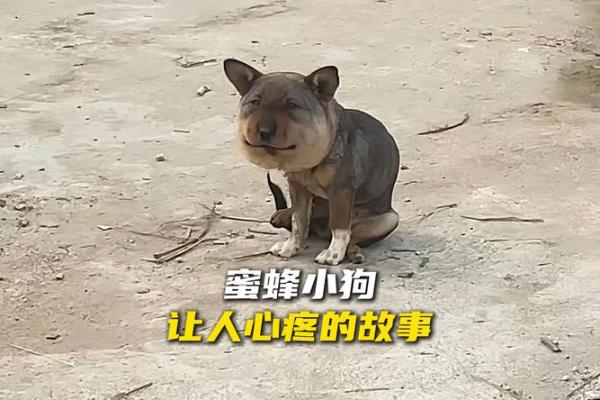 破烂不堪打一动物 破烂不堪打一动物