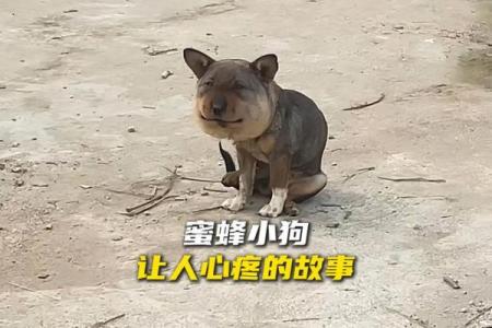 破烂不堪打一动物