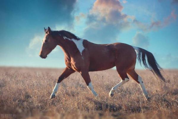 2025属马出车祸_2025年属马人车祸预警如何化解交通安全危机