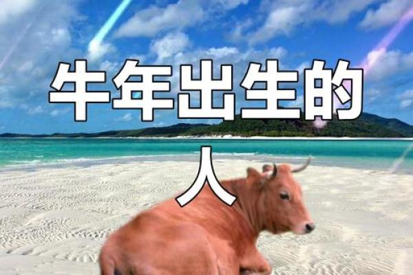 牛年每月出生的人的命运 属牛人的命运