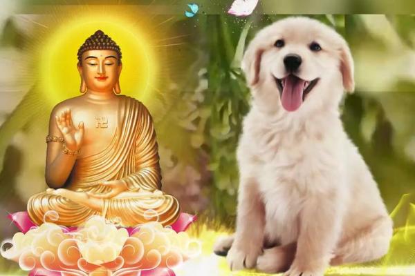 1982年属狗的最佳楼层 1982年属狗的最佳楼层是多少 1982年属狗的最佳楼层 1982年属狗的最佳楼层是多少