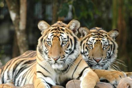 【属虎】2010年虎年运势运程测算