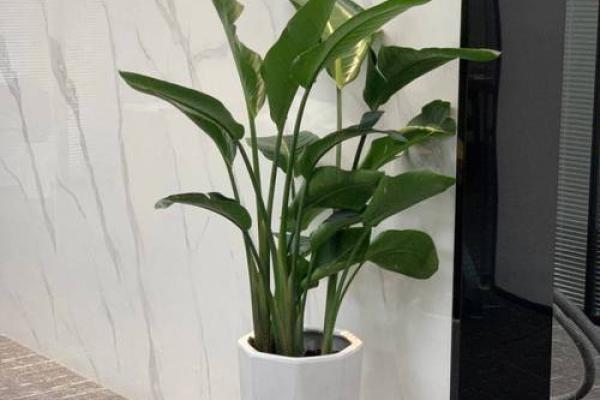 办公室花卉摆放风水